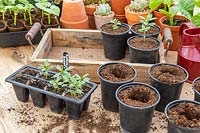 Satureja hortensis - Summer Savory seedlings being potted on from seed tray