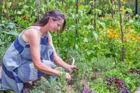 Woman picking Summer Savoury - Satureja hortensis in vegetable garden. 