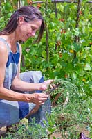 Woman picking Summer Savoury - Satureja hortensis in vegetable garden.