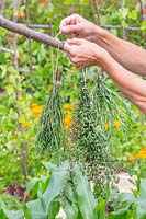 Woman tying bunch of Summer Savoury - Satureja hortensis up to dry. 