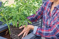 Woman planting young tomato plant into container. 

