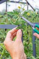 Woman snipping the top of tomato plant. 