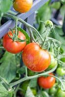 Solanum lycopersicum 'Tigerella' - Tomato 'Tigerella'