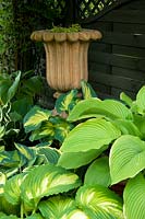 A variety of Hostas grow together in shady spot by pottery urn.
