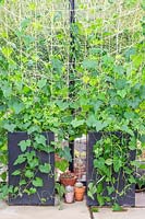 Cucamelons growing in containers climbing up netting in greenhouse.