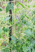 Melothria scabra - Cucamelons growing in containers climbing up netting in greenhouse. 