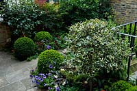Mixed borders of shrubs, ferns and annuals, punctuated with formal clipped Box balls in city front garden. 