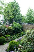 Mixed borders of shrubs, ferns and annuals, punctuated with formal clipped Box balls in city front garden. 