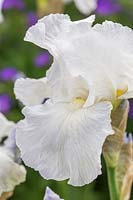 Iris germanica 'Immortality' - Bearded Iris 'Immortality'