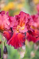 Iris germanica 'Sultan's Palace' - Bearded Iris 'Sultan's Palace'
