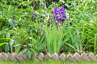 Iris germanica 'Blue Rhythm' - Bearded Iris  'Blue Rhythm' flowering  in border. 