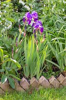 Iris germanica 'Blue Rhythm' - Bearded Iris 'Blue Rhythm' flowering in border.
