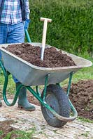 Man pushing wheelbarrow with well rotted manure in preparation for growing runner beans. 