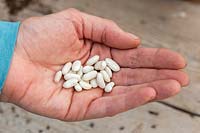 Phaseolus vulgaris 'Goldfield'  - Climbing beans seeds in palm of hand.
