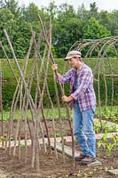 Woman pushing hazel sticks into the ground to create a structure for growing climbing beans. 