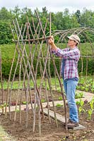 Woman tying uprights to cross bar - structure of hazel sticks for growing climbing beans