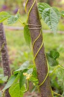 Climbing bean 'Goldfield' - with developing beans and flowers