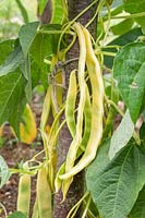 Climbing Bean 'Goldfield' ready for harvest