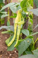Climbing Beans 'Goldfield' - ready for harvest