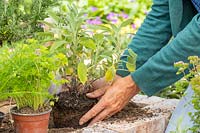 Woman planting a Salvia officinalis - Sage - in brick raised bed.

