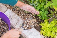 Woman adding a gravel mulch to herb garden using a scoop.