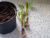 Taking dahlia cuttings from new shoots emerging from tubers stored over winter.
