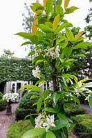 Trachelospermum jasminoides - Star Jasmine

