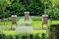 Trio of active beehives among lavender in The communal garden at De Bary, Amsterdam, The Netherlands, designed by Cilia Prenen. 