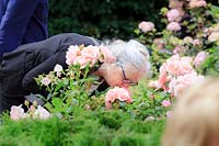 A woman smells perfume of roses in the communal garden at De Bary, designed by Cilia Prenen, Amsterdam, The Netherlands. 
