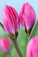 Tulipa humilis Violacea Group black base - Tulip Violacea Group black base