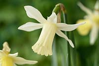 Narcissus 'Elka' - Daffodil 'Elka'
