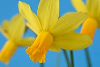Narcissus 'Itzim' - Daffodil 'Itzim'
