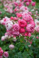 Rosa 'Pomponella' - Rose 'Pomponella' 