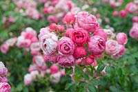 Rosa 'Pomponella' - Rose 'Pomponella'