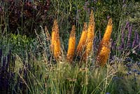 A splash of  orange in the Beth Chatto's Drought-tolerant garden.  Plants include: Foxtail lilies - Eremurus x isabellinus 'Pinokkio', Salvia 'Caradonna', Eryngium bourgatii and Stipa tenuissima growing in the gravel. Designer and contractor David Ward.