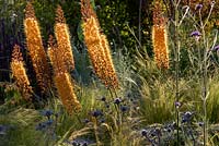 A splash of  orange in the Beth Chatto's Drought-tolerant garden. Plants include: Foxtail lilies - Eremurus x isabellinus 'Pinokkio', Salvia 'Caradonna', Eryngium bourgatii and Stipa tenuissima growing in the gravel. Designer and contractor David Ward.