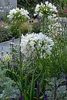 Agapanthus africanus 'Albus' - African Lily or Lily of the Nile