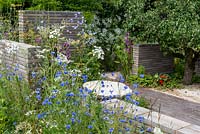 The Sanctuary Garden is overflowing with  blue cornflowers - Centaurea cyanus, and white umbels of Ammi majus.  Also planted in in the garden are Chichorium intybus, Nasturtiums and pear tree -  Pyrus sp.  Designer: Ula Maria.  RHS Feature Garden.