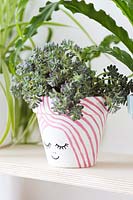Houseplant in terracotta pots with a simple hand painted cute face design