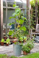 Cucumis sativus - Cucumber - in a pot on a terrace. Basil and Sage next to it. In the background you see a lean to greenhouse.