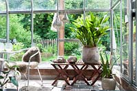 Aspidistra, Cymbidie and Camellia are planted in pots. Conservatory in May.