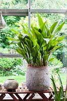 Aspidistra in a grey ceramic pot on a wodden side table. Greenhouse in May