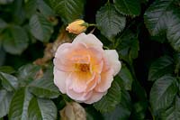 Rosa 'Maigold', June.