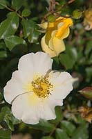 Rosa 'Pimpernelle', June