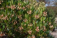 Arbutus unedo with fading flowers in autumn 
