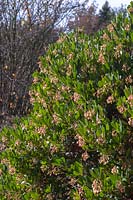 Arbutus unedo with fading flowers in autumn 