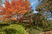 Japanese garden in October 