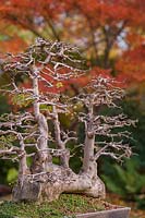 Old bonsai tree with bare branches in autumn 