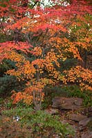 Acer Palmatum in autumn 