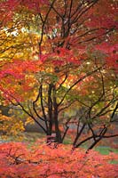 Acer palmatum dissectum 'Waterfall' tree in Japanese style garden, autumn.